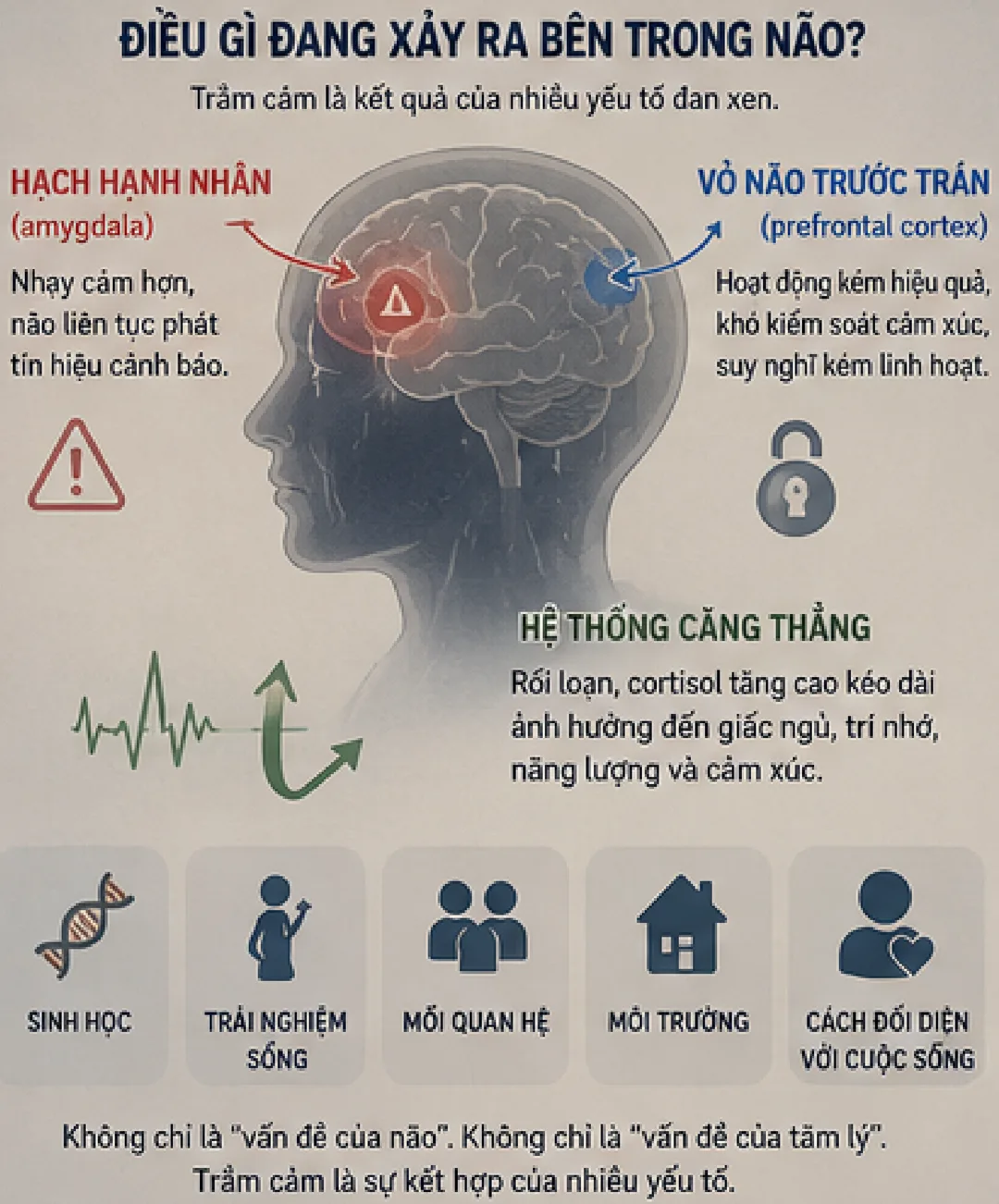 Điều gì đang xảy ra bên trong não: hạch hạnh nhân (amygdala) nhạy cảm hơn, vỏ não trước trán (prefrontal cortex) hoạt động kém hiệu quả, cùng các yếu tố sinh học, trải nghiệm sống, mối quan hệ và môi trường